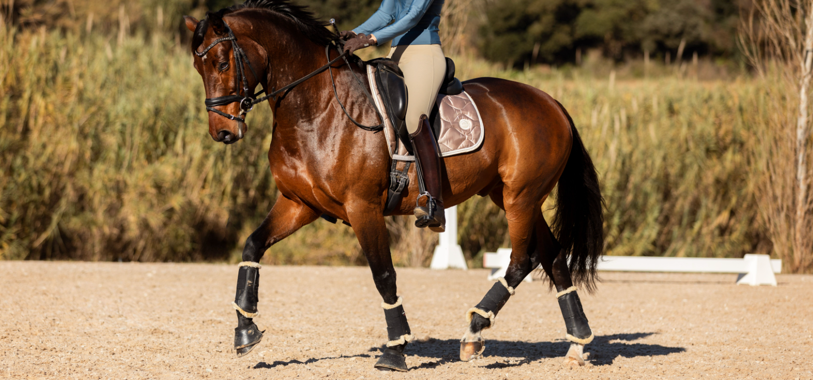 A Journey into Dressage Riding - Merels Story